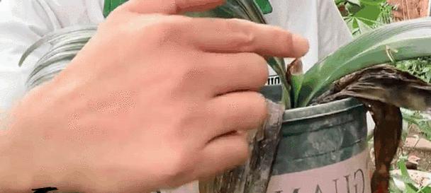 君子兰晾根后多久适合栽种？