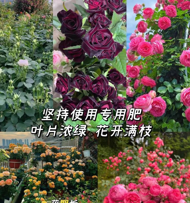 玫瑰花的养护秘诀是什么？