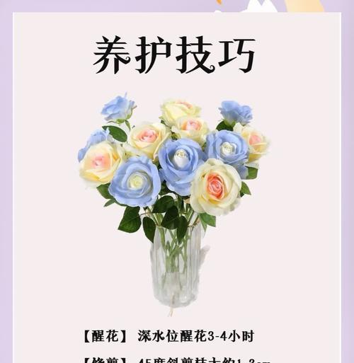 玫瑰花的养护秘诀是什么？