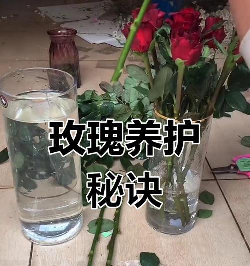 玫瑰花的养护秘诀是什么？