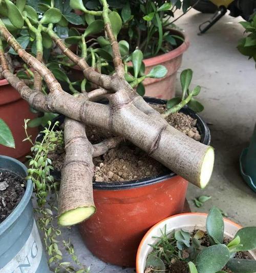玫瑰花粗杆发新芽的方法是什么？