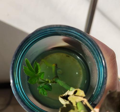 玫瑰花粗杆发新芽的方法是什么？