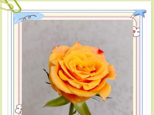老杨哥的玫瑰花养护技巧？