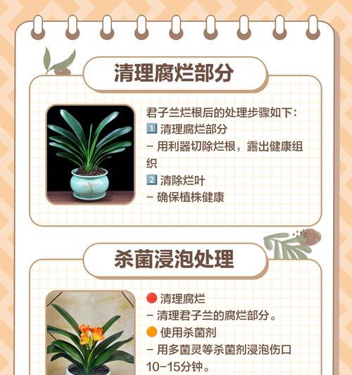 新买的君子兰需要修根吗？