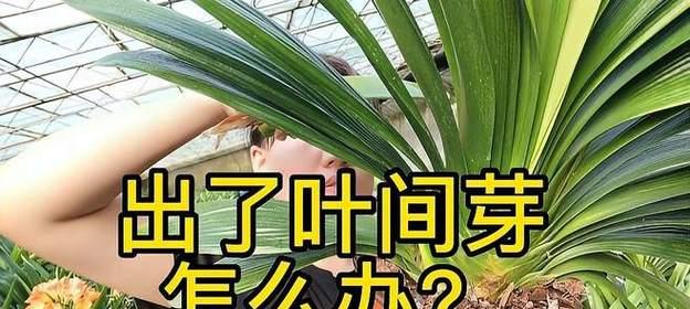 君子兰长芽的正确处理方法是什么？