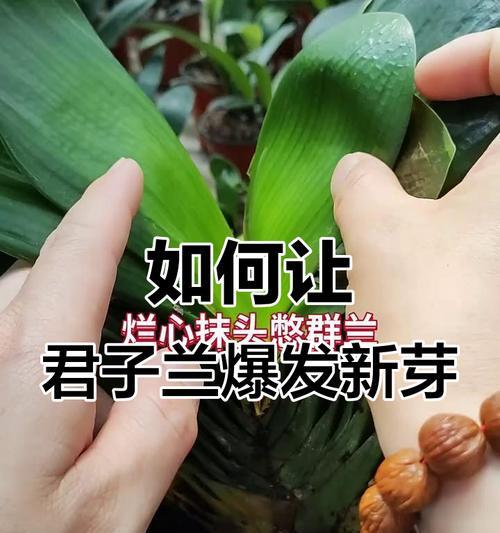 君子兰长芽的正确处理方法是什么？