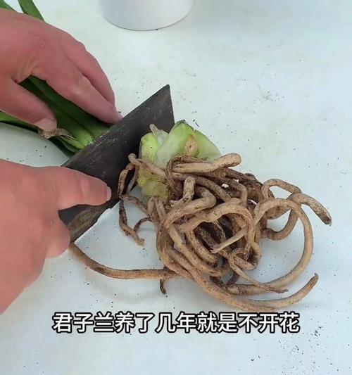 君子兰长芽的正确处理方法是什么？