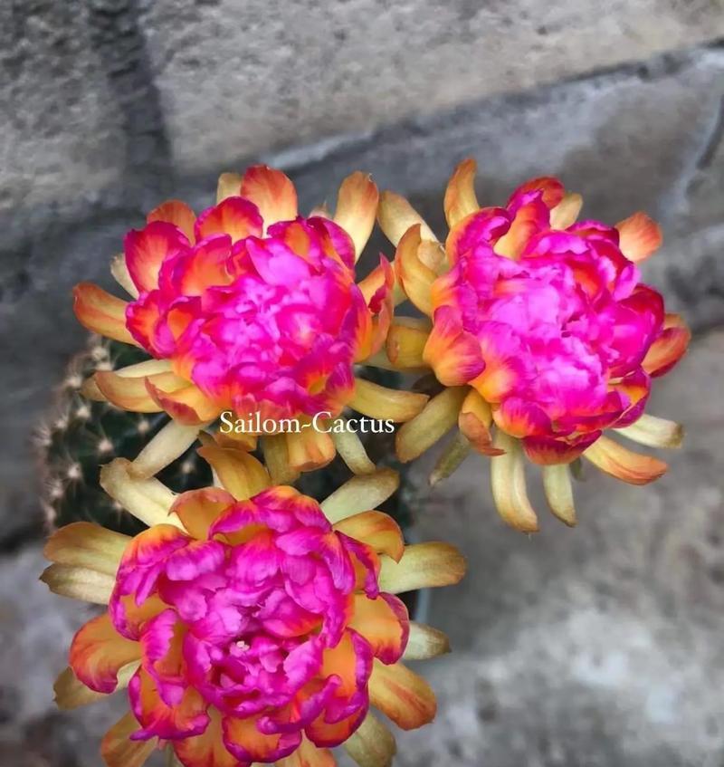 仙人球在雨中开花的原因是什么？