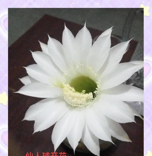 仙人球在雨中开花的原因是什么？