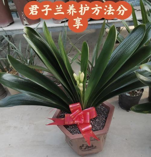 君子兰左手牵右手的养护方法是什么？