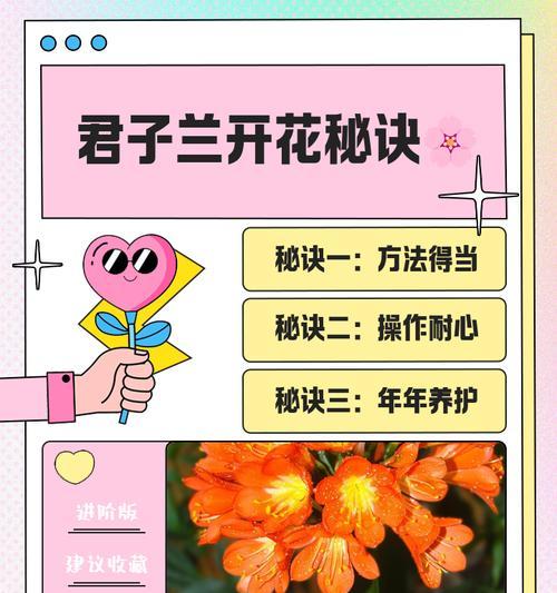 君子兰左手牵右手的养护方法是什么？