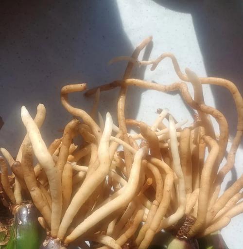 君子兰弯芽子的种植步骤是什么？