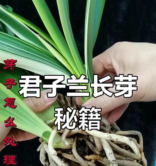 君子兰弯芽子的种植步骤是什么？
