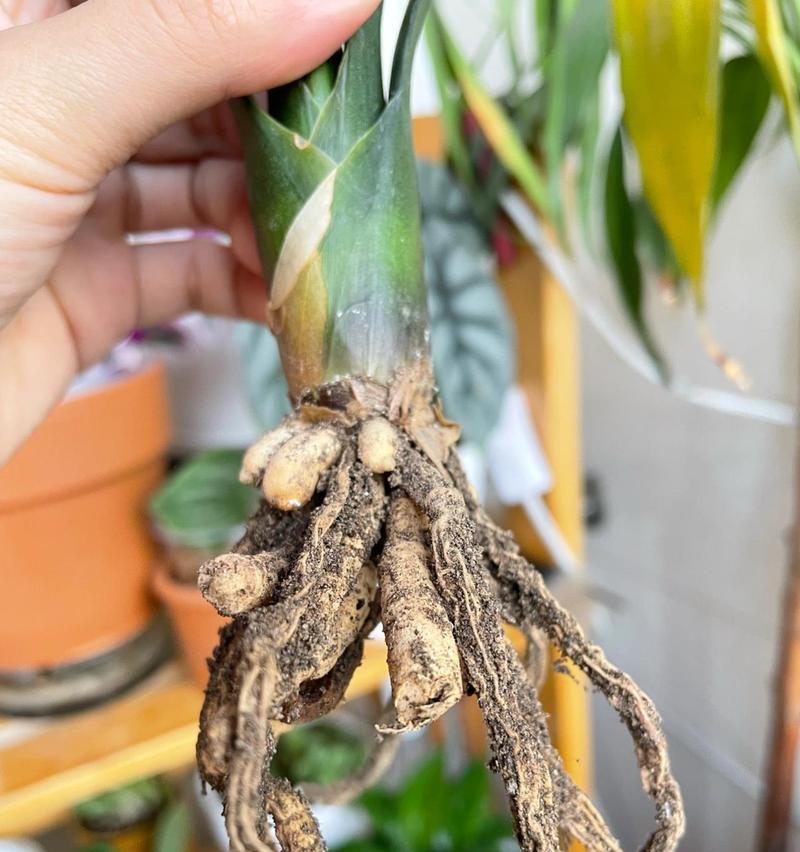 君子兰弯芽子的种植步骤是什么？