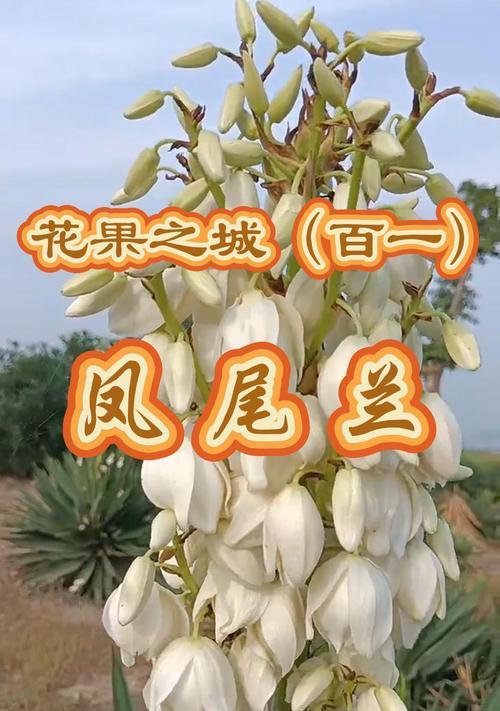 苹果尾君子兰品种的特点是什么？