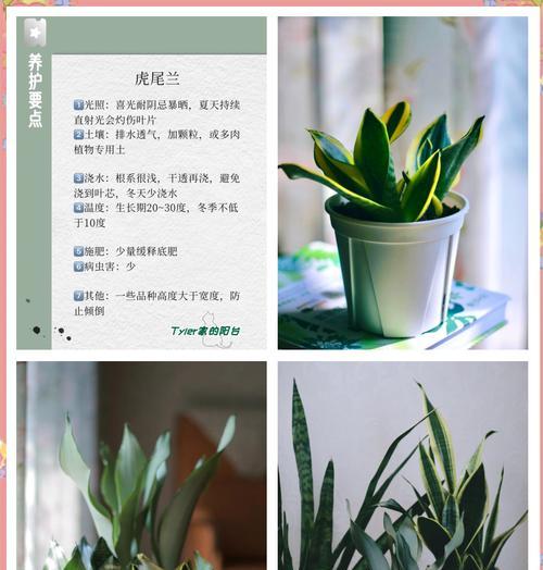 苹果尾君子兰品种的特点是什么？