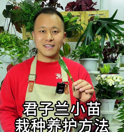 君子兰秋天栽种存活率高吗？如何正确养护？