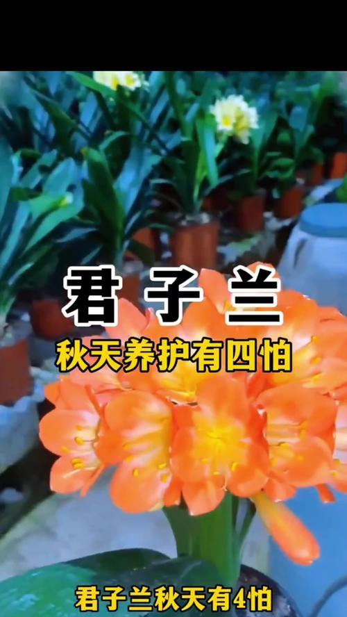 君子兰秋天栽种存活率高吗？如何正确养护？