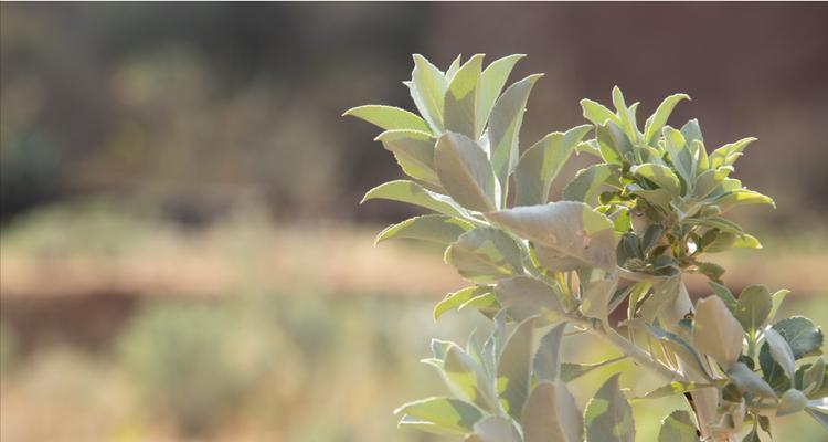 哪种草的花语是白色的？白色花语代表什么？