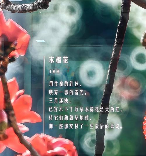 北京哪里有花语木棉花专柜？木棉花的花语是什么？