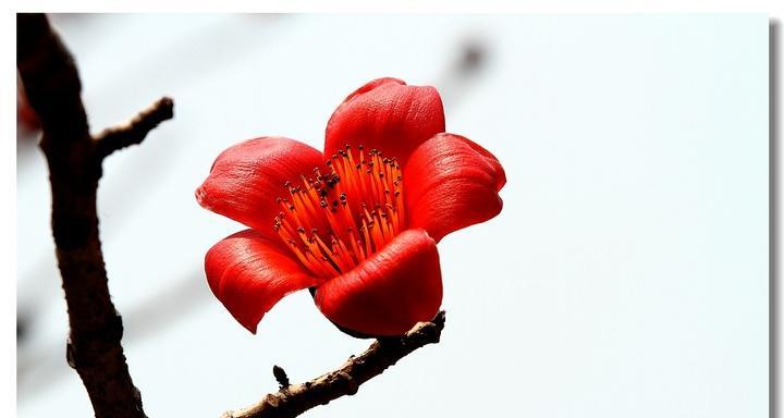 北京哪里有花语木棉花专柜？木棉花的花语是什么？