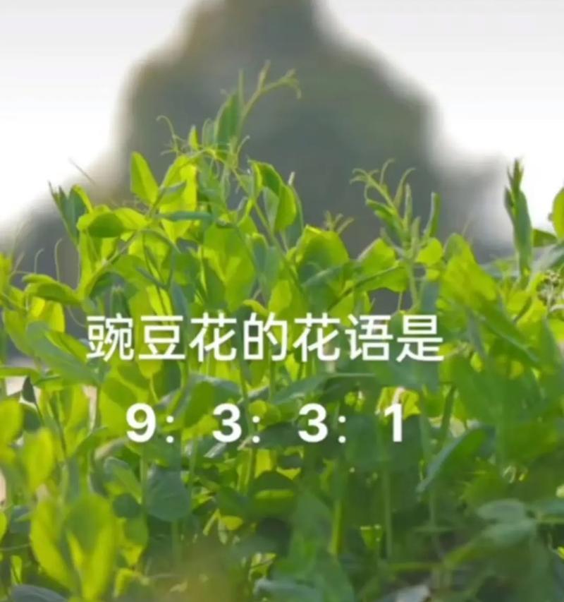 绿色花的花语是什么意思？绿色花语代表什么？