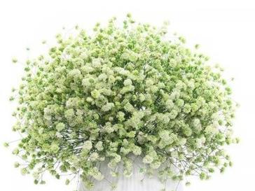 绿色花的花语是什么意思？绿色花语代表什么？