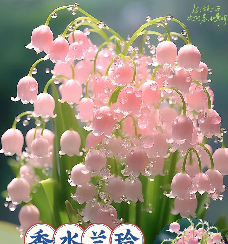 大宾菊的花语和寓意是什么？大宾菊代表什么？