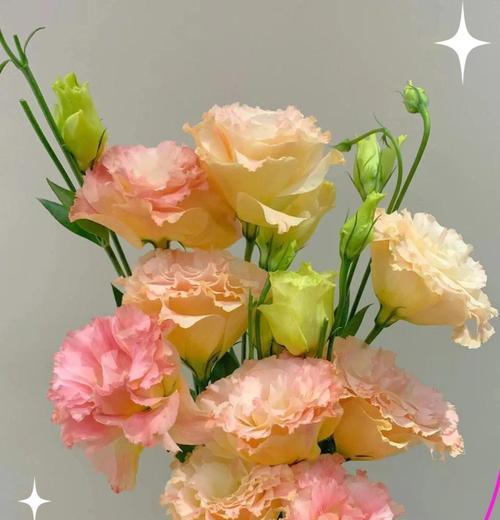 玫瑰花没有刺的花语代表什么？