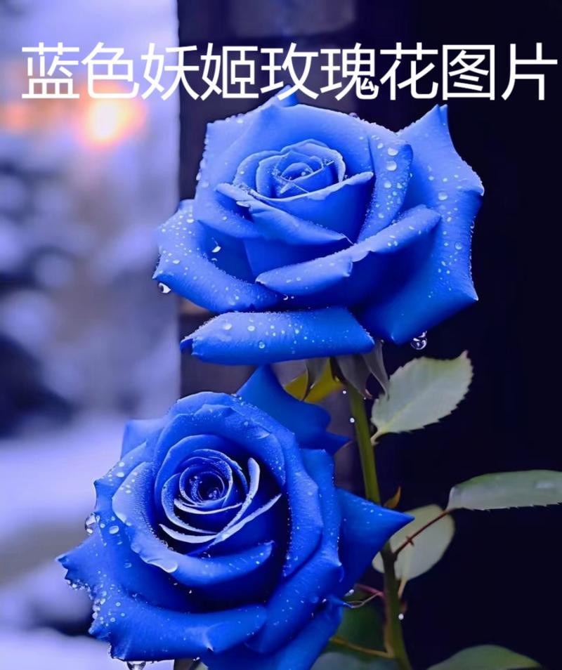 玫瑰花没有刺的花语代表什么？