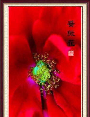 深红色蔷薇的花语传说是什么？