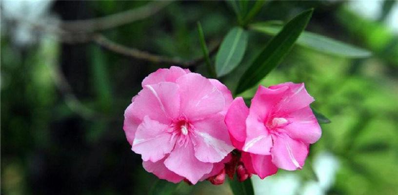 竹夹桃的花语具体包含哪些含义？