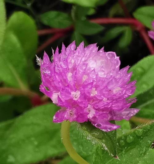 千日粉的花语代表什么？