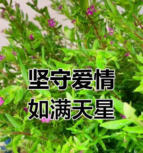 满天星的故事和花语分别是什么？