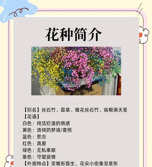 满天星的故事和花语分别是什么？