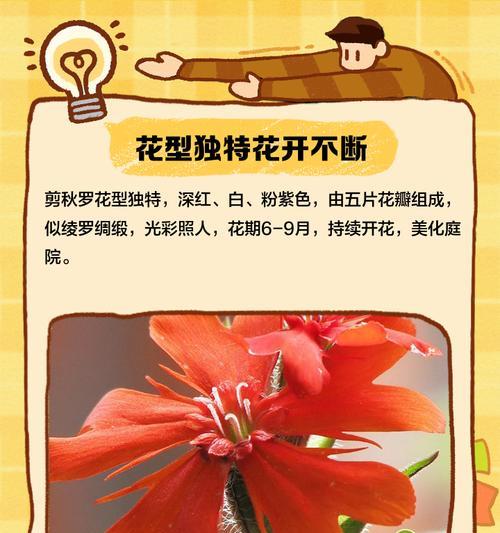 剪秋罗的花语是什么?剪秋罗花有何特别之处?