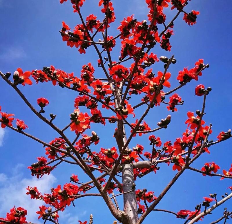 真正的木棉花花语是什么？木棉花有何特别之处？