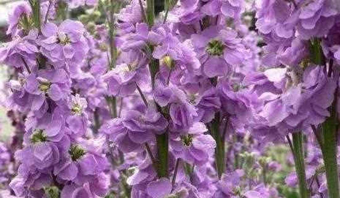 紫罗兰花语象征着什么？