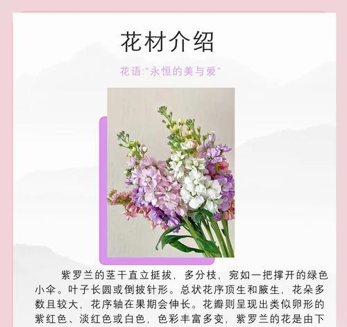 紫罗兰花语象征着什么？