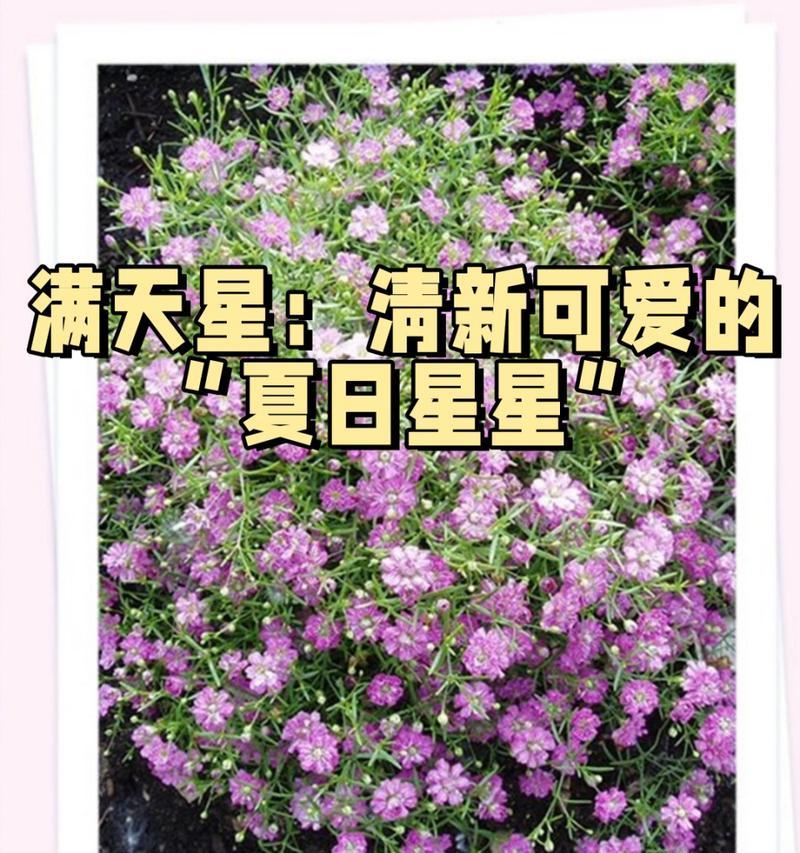 满天星的特征及其花语是什么？