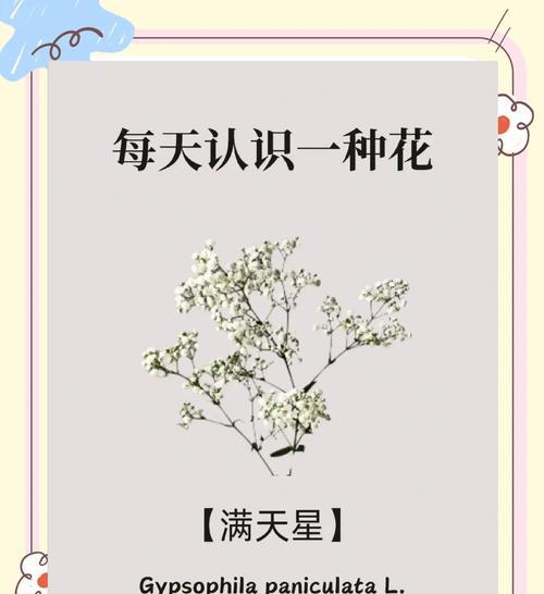 满天星的特征及其花语是什么？