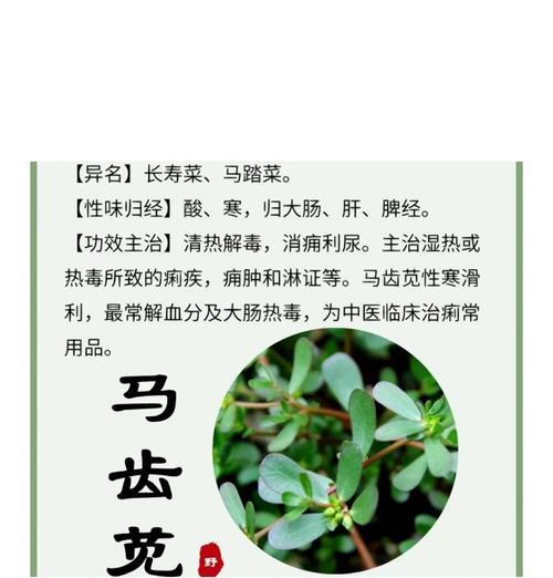 树马齿苋的花语有何寓意？