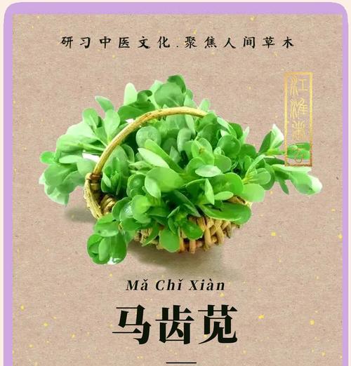 树马齿苋的花语有何寓意？