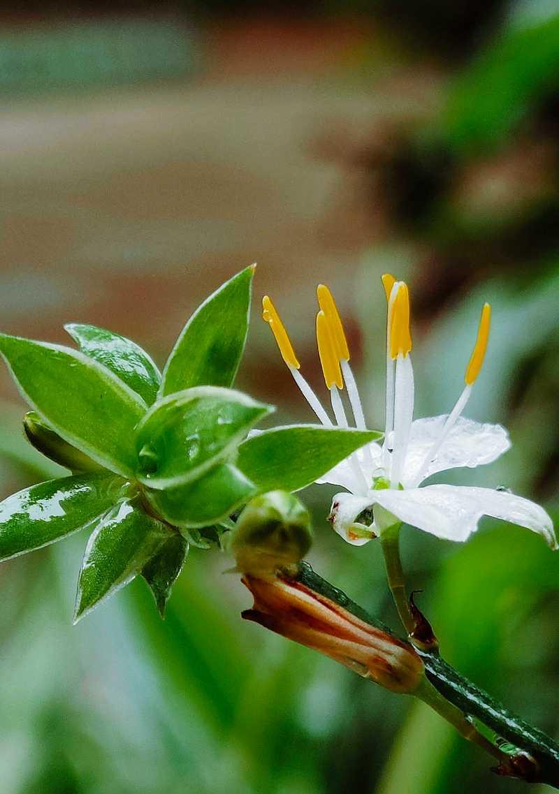橄榄枝花木的花语是什么？