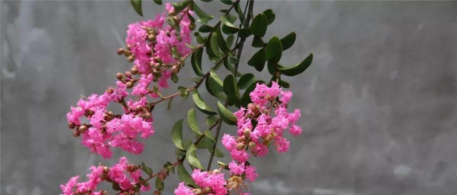 橄榄枝花木的花语是什么？