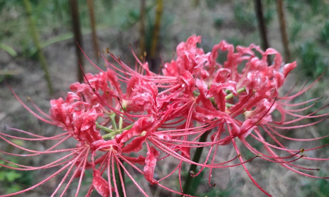 粉色彼岸花的花语是什么？