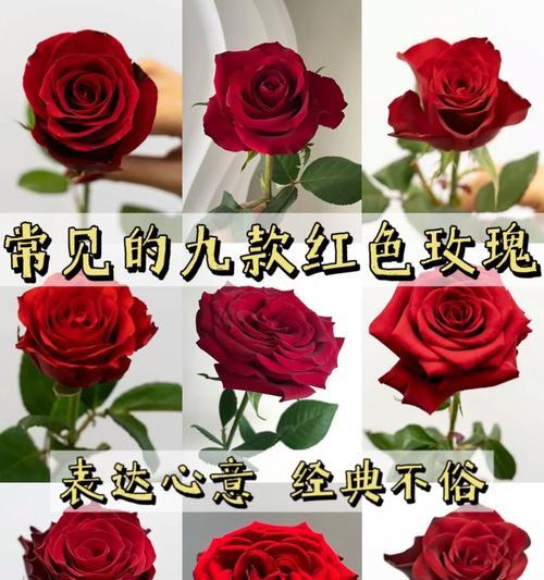 红玫槐花语有哪些寓意？