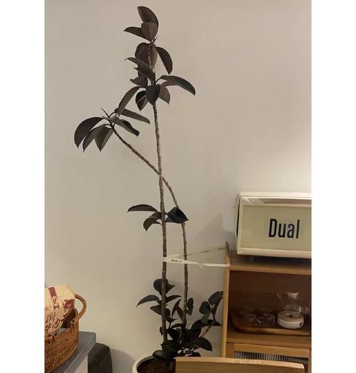 黑金刚花语有哪些特别之处？