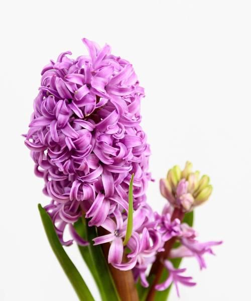 风信子花语背后有哪些传说？
