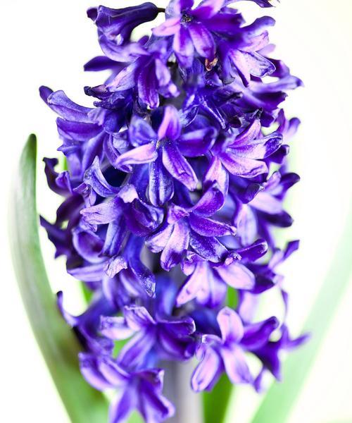 风信子花语背后有哪些传说？